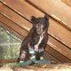 Illustration for article titled Bear Cub Rescued in Washington Wildfire Recovering Nicely
